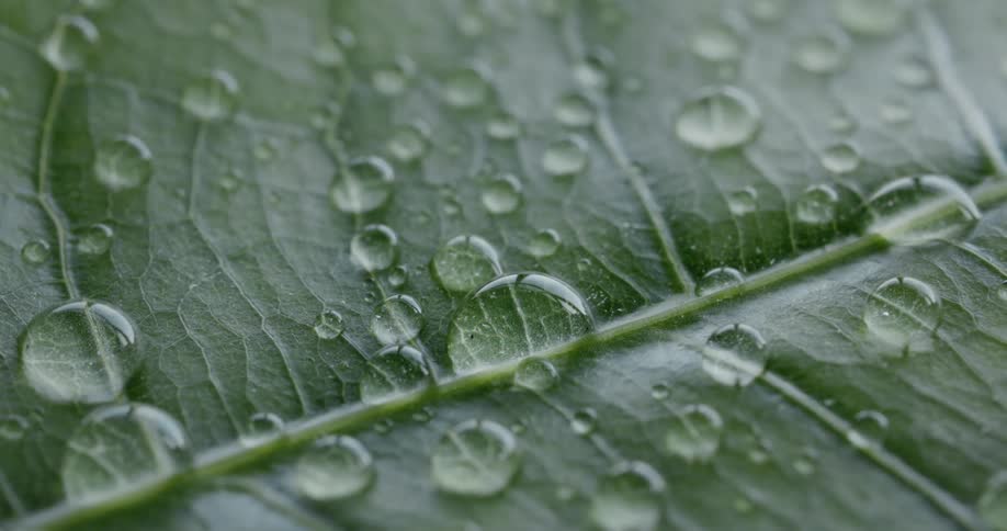 Dew drops of different sizes form on a plant leaf
