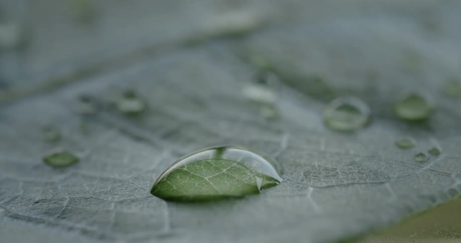 Drops of water are still on the leaf