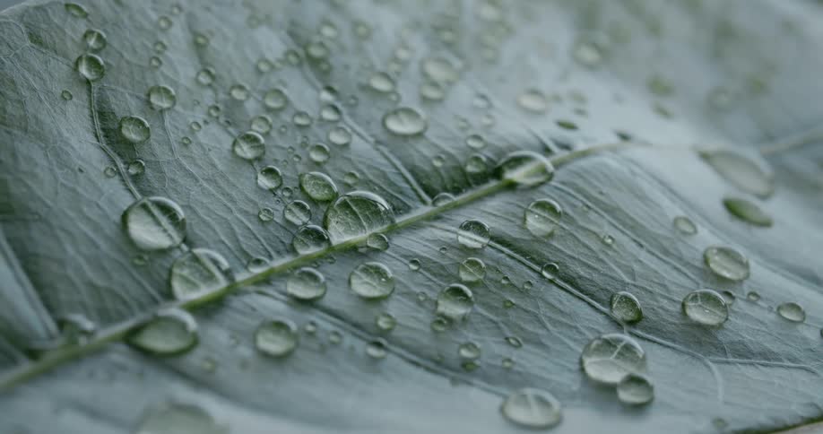 Water droplets of different sizes sit on a broad leaf