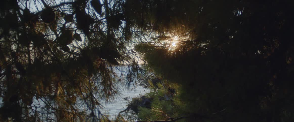Sunlight shines through the branches of a pine tree that is located near the coast