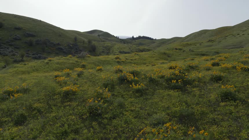 Wildflowers and native plants cover beautiful rolling hills that rise into the distance