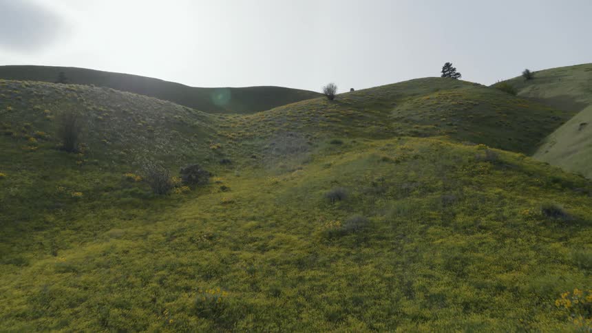 Tilt up reveal of rolling hills covered in yellow wildflowers and lush green grasses