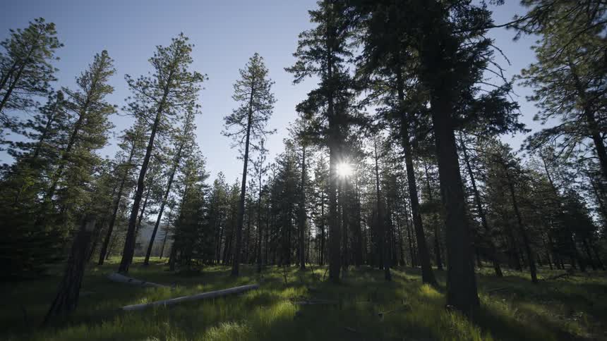 Sunlight peeks through the tall trees of a tranquil pine forest growing over a lush green meadow