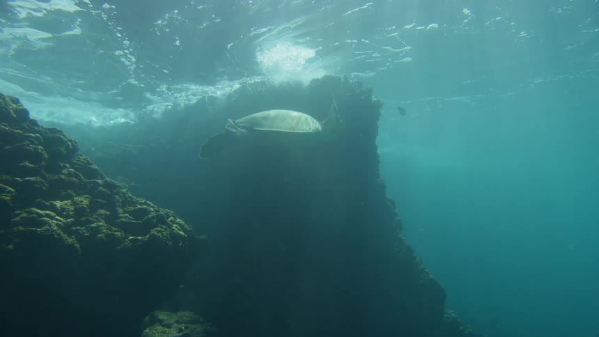 A reveal of a turtle underwater