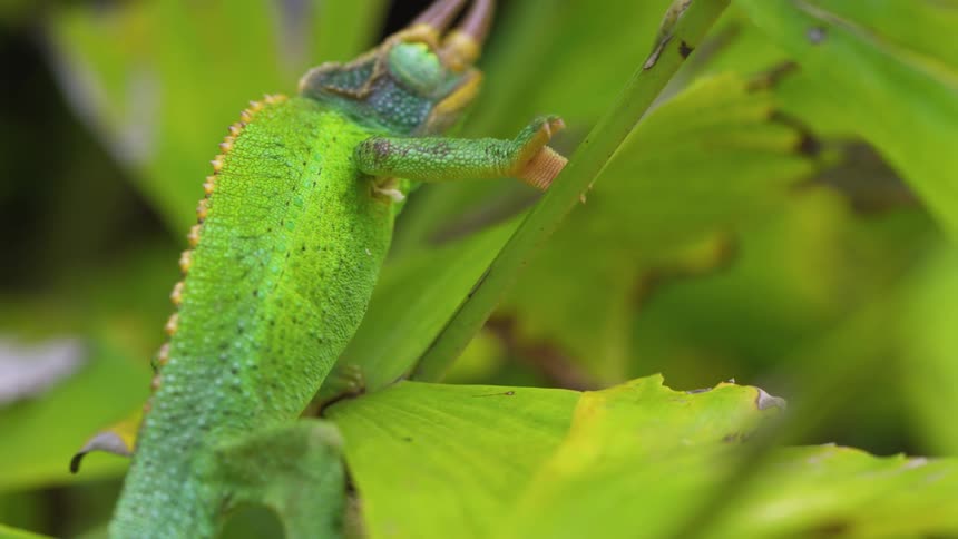 A chameleon crawling on leaves outdoors