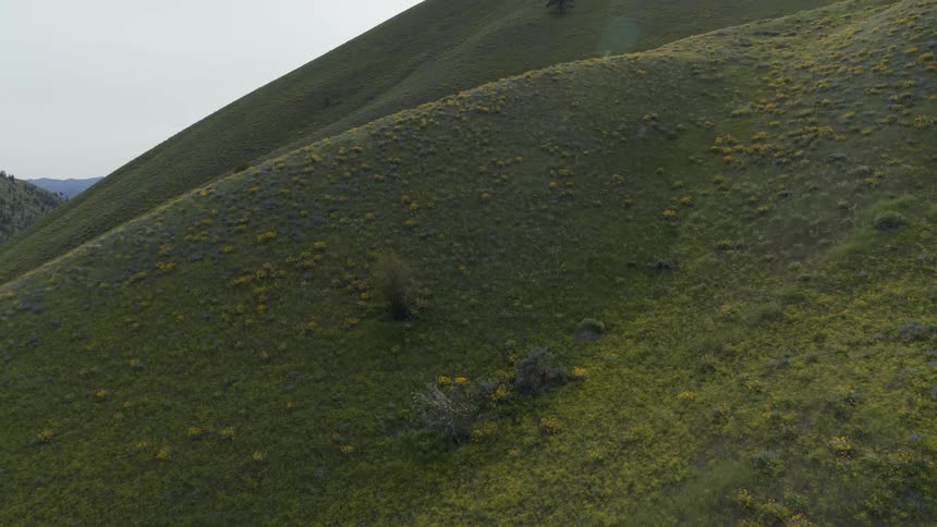 Native plants and wildflowers cover steep rolling hills dotted with trees