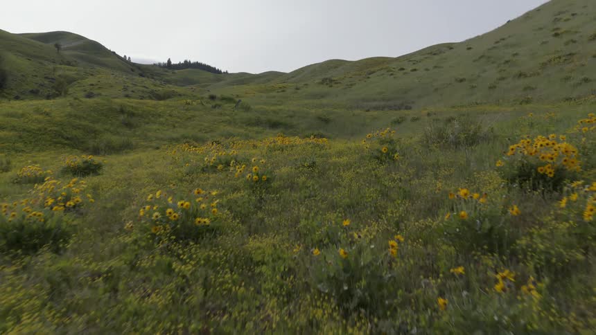 Low skim traverse over wildflowers and lush grasses that cover undulating and rolling hills that stretch to the horizon