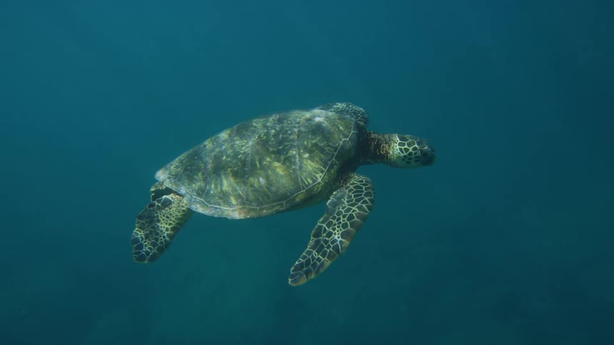 A shot of a turtle underwater