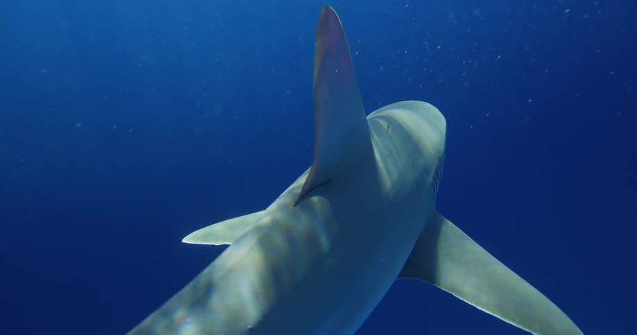 Two divers observe a shark calmly glide through the ocean water beneath them