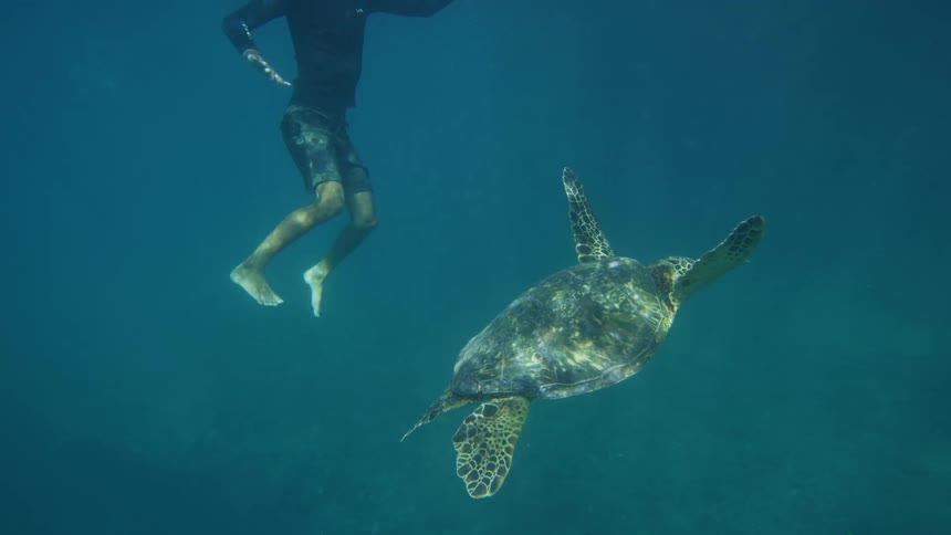 A sea turtle swims past a man underwater