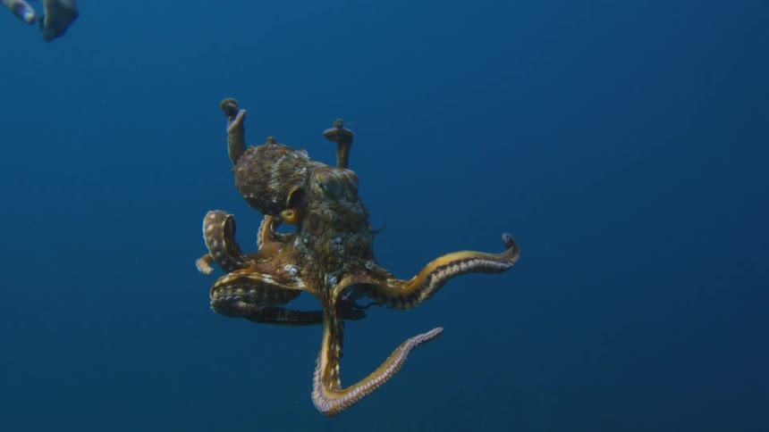 cinematic moment of octopus under water