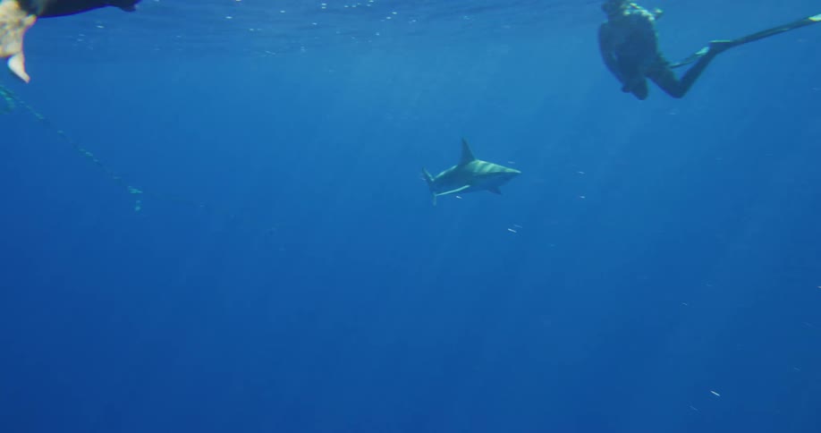 A group of divers swim underwater as a single shark glides effortlessly underneath them