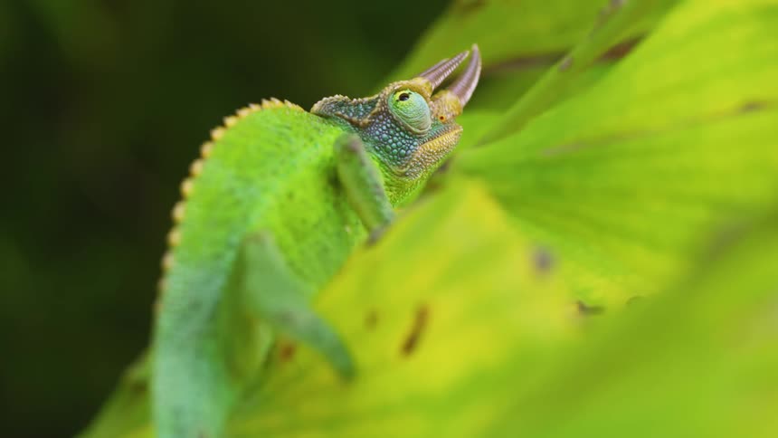 A chameleon crawling on a bright green leaf in nature