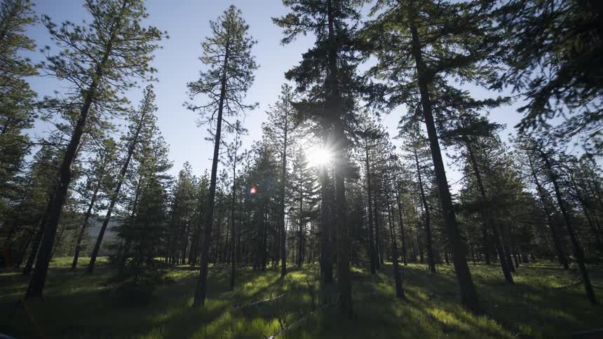 Brilliant sunshine filters through a beautiful stand of tall Ponderosa pine trees