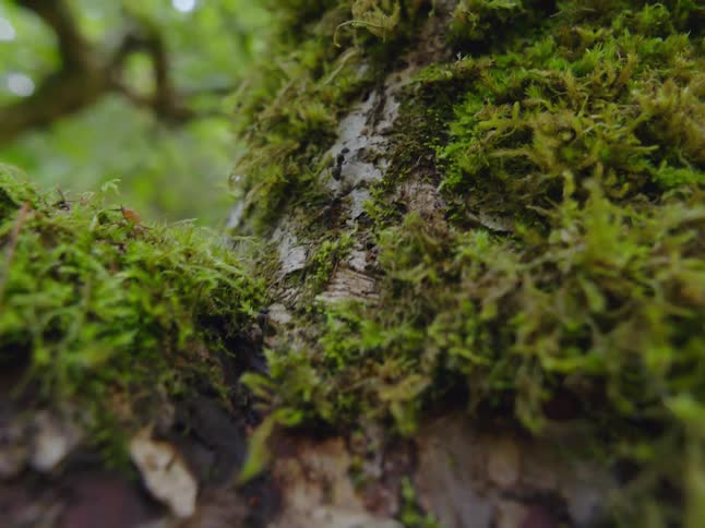 Ants are crawling around on a tree with moss growing on it