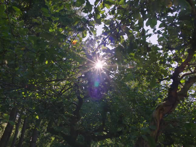 The sun shines though trees in a forest as it is setting