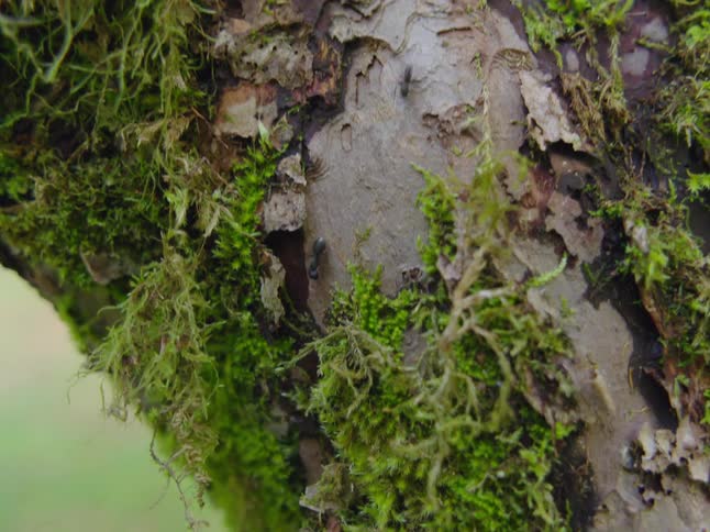 Ants crawl up and down the tree