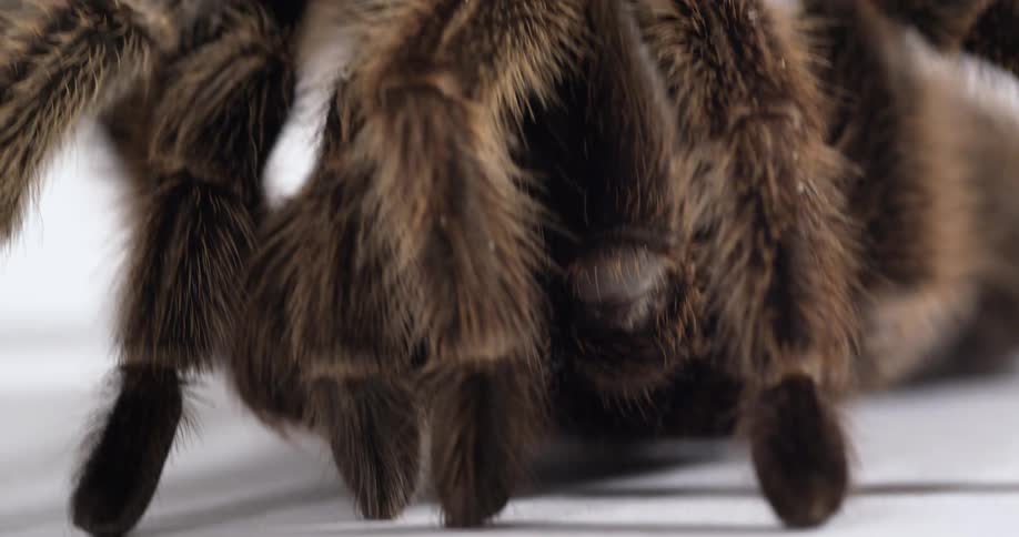 Brown tarantula sits on flat white surface