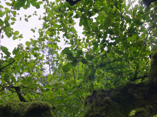 Tree with twisted trunk and moss growing on it and branches filled with green leaves