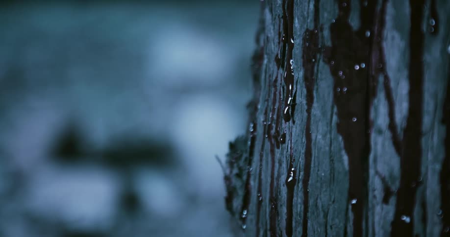 Dark brown liquid flows down bark of tree trunk