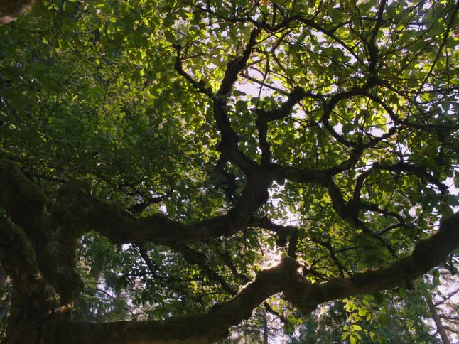 An upwards shot of a large tree