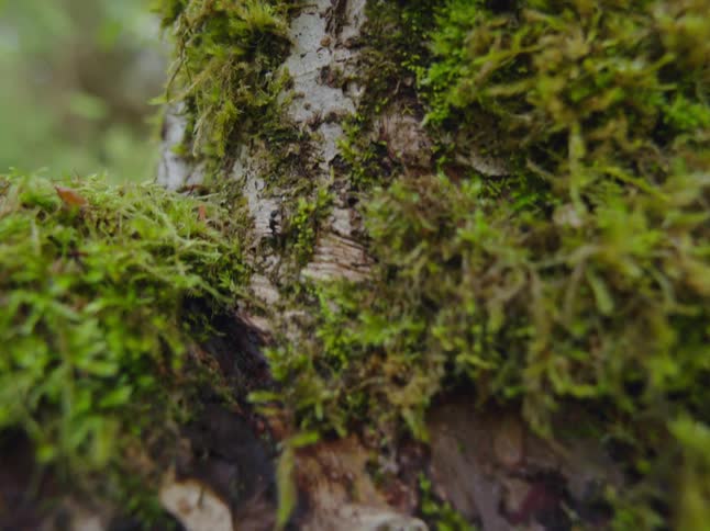 The ant is climbing the tree
