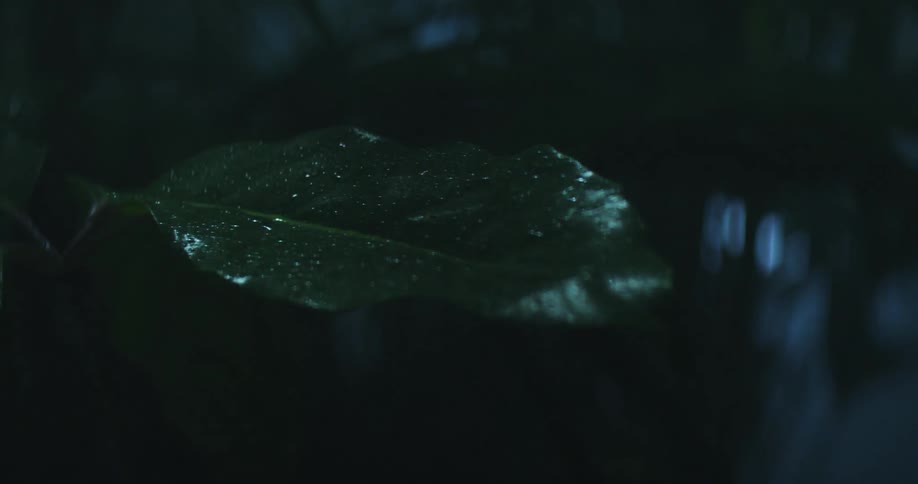 Small raindrops sit on the green leaf