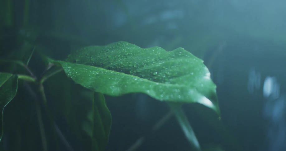 A large leaf covered in dew in a forest at night
