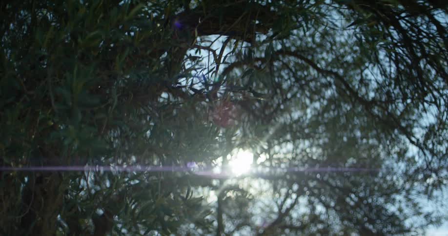 Sunlight filters through the branches of a tree at daytime