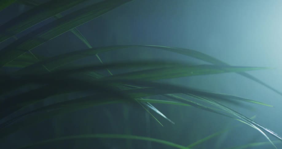 Green log grass leafs under moving white lights at night