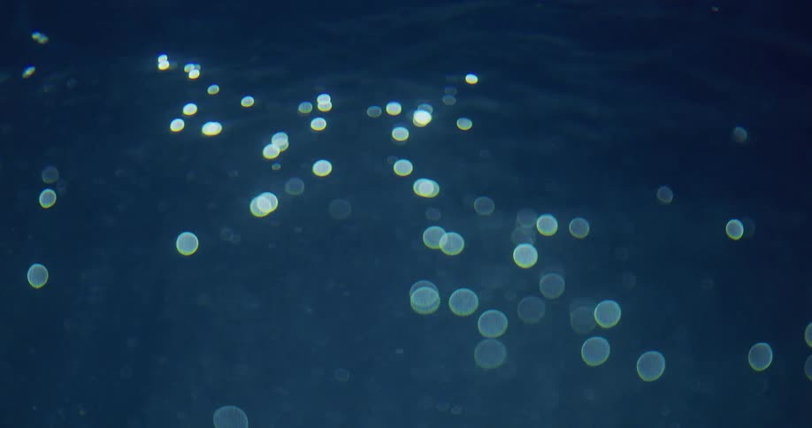 Light reflecting on the floating particles of a body of water
