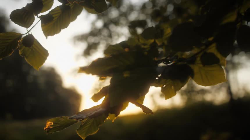 Sunlight through the leaves of a tree in the hills at sunset