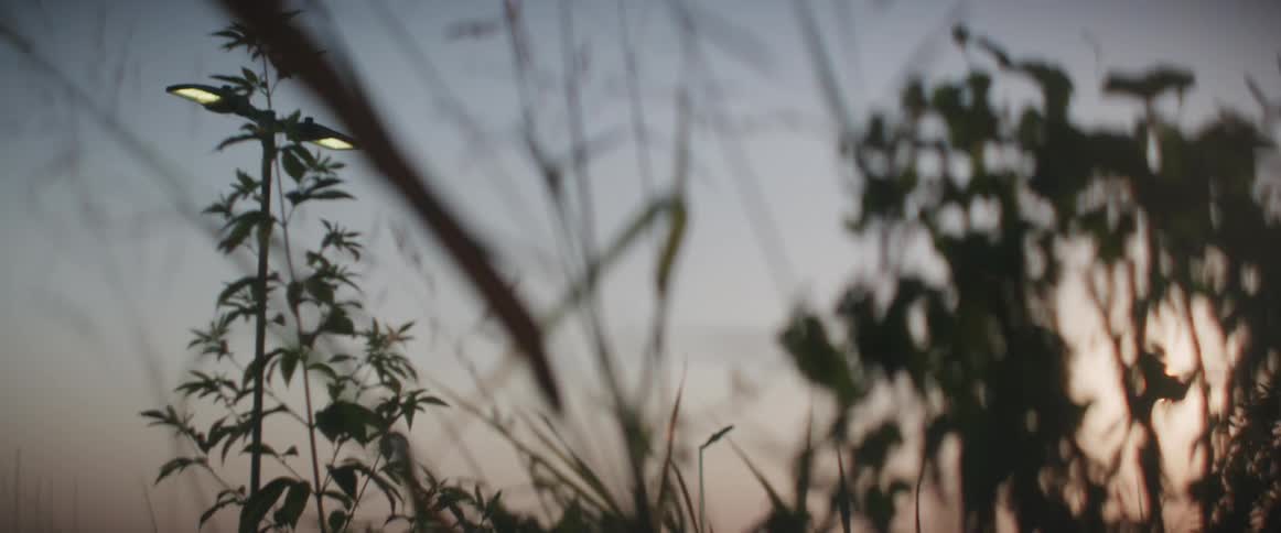 The setting sun shines through plants and grass