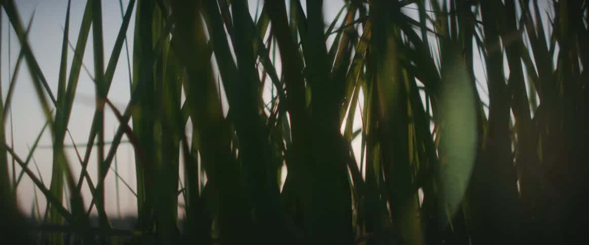 The sun shines through plants and grass