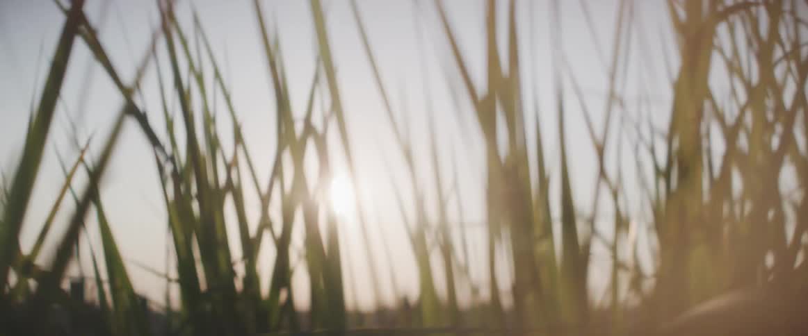 The sun shines through plants and grass near a meadow