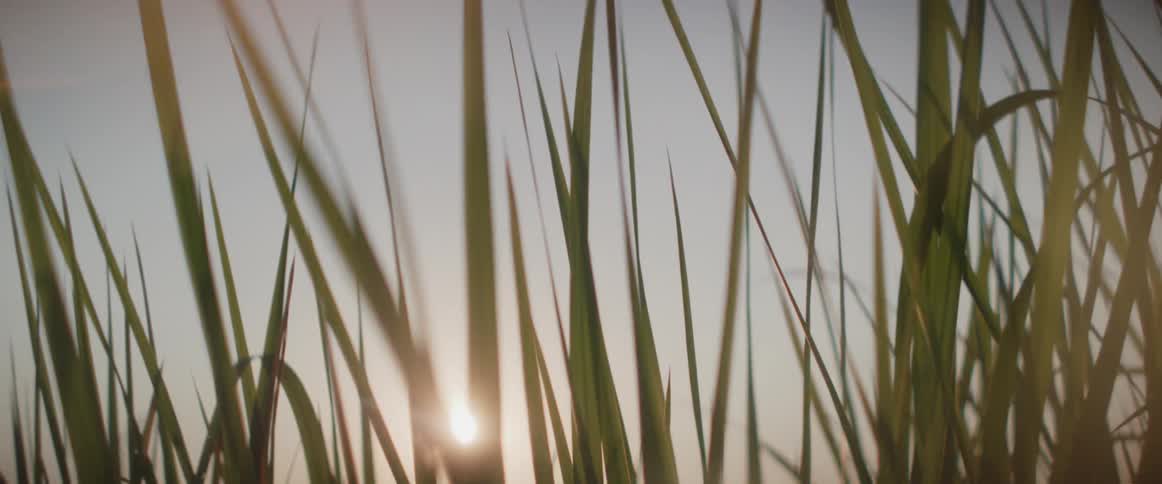Sunlight peeks through blades of grass