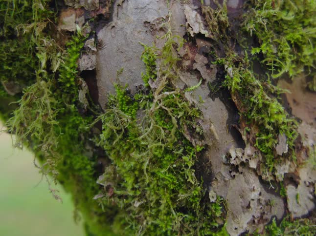 Ants are crawling around on a tree with moss growing on it