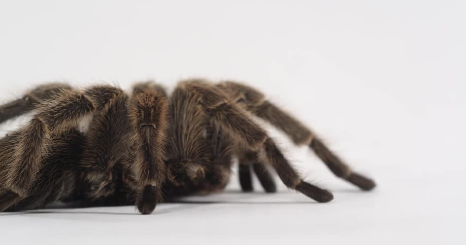 A furry tarantula is sitting still in a white environment