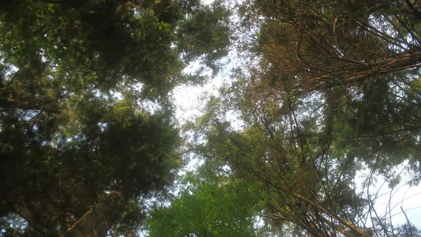 Tall trees in a forest reaching high into the sky