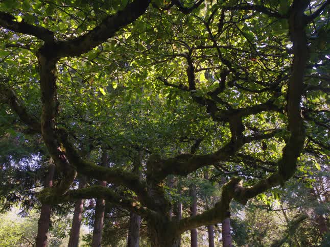 A view of a large tree in the forest