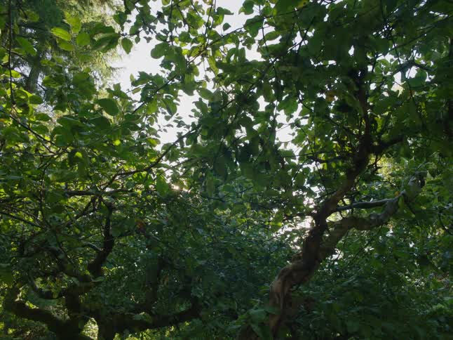 Bright sunlight shines through dense tree tops in a forest