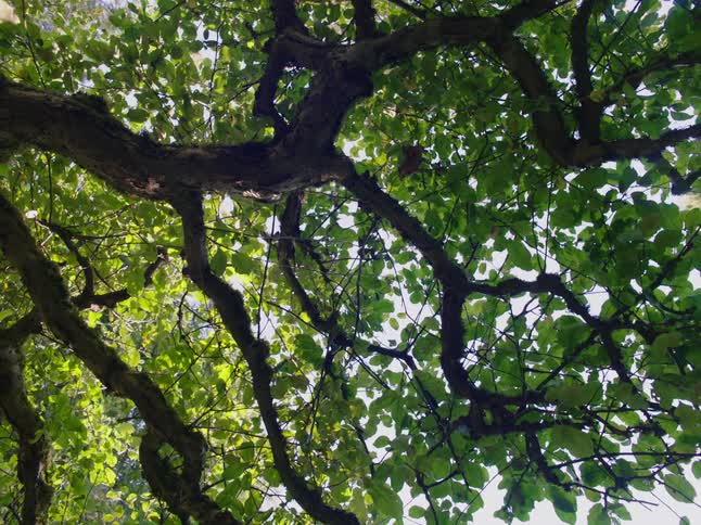 A view of leaves on a tree outdoors in the forest