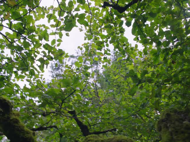 A tall tree with gnarled branches is covered with many vibrant green leafs