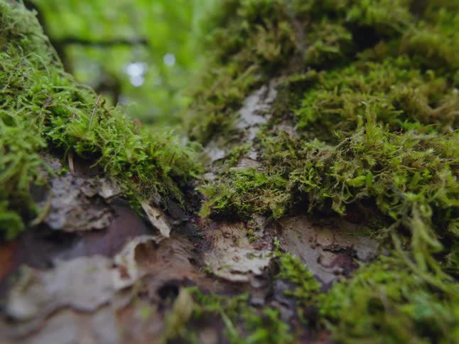 Ants make their way in a line across some bark and moss