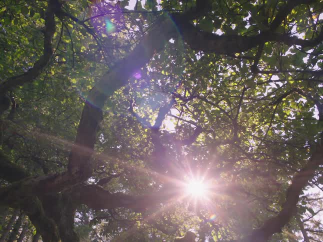 Sunlight shines through the foliage of a large tree