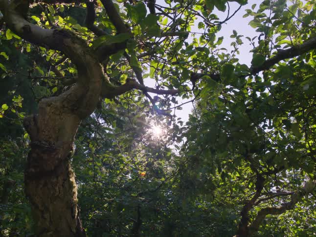 The sun shines brightly through tree branches and leaves on a clear day