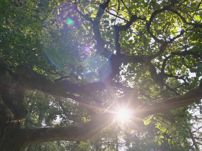 The sun shines brightly through tree branches and leaves on a clear day