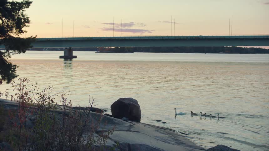 Geese make their way across a river near a bridge