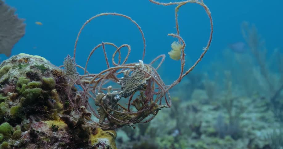 Underwater plants growing on a coral reef in the tropical ocean