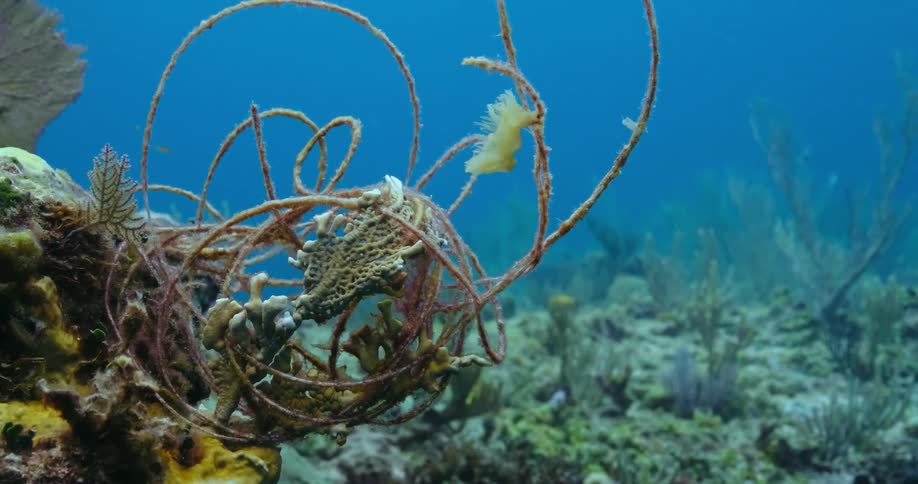 Fishing Line entangled in coral reef